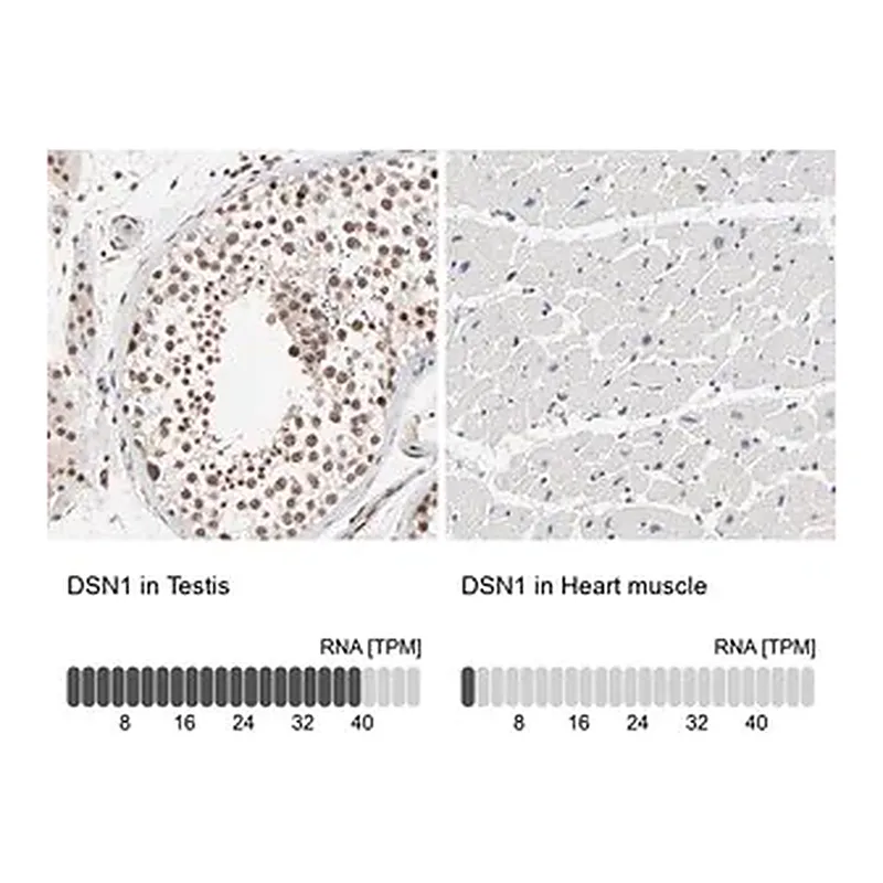 Merck Anti-DSN1 antibody produced in rabbit