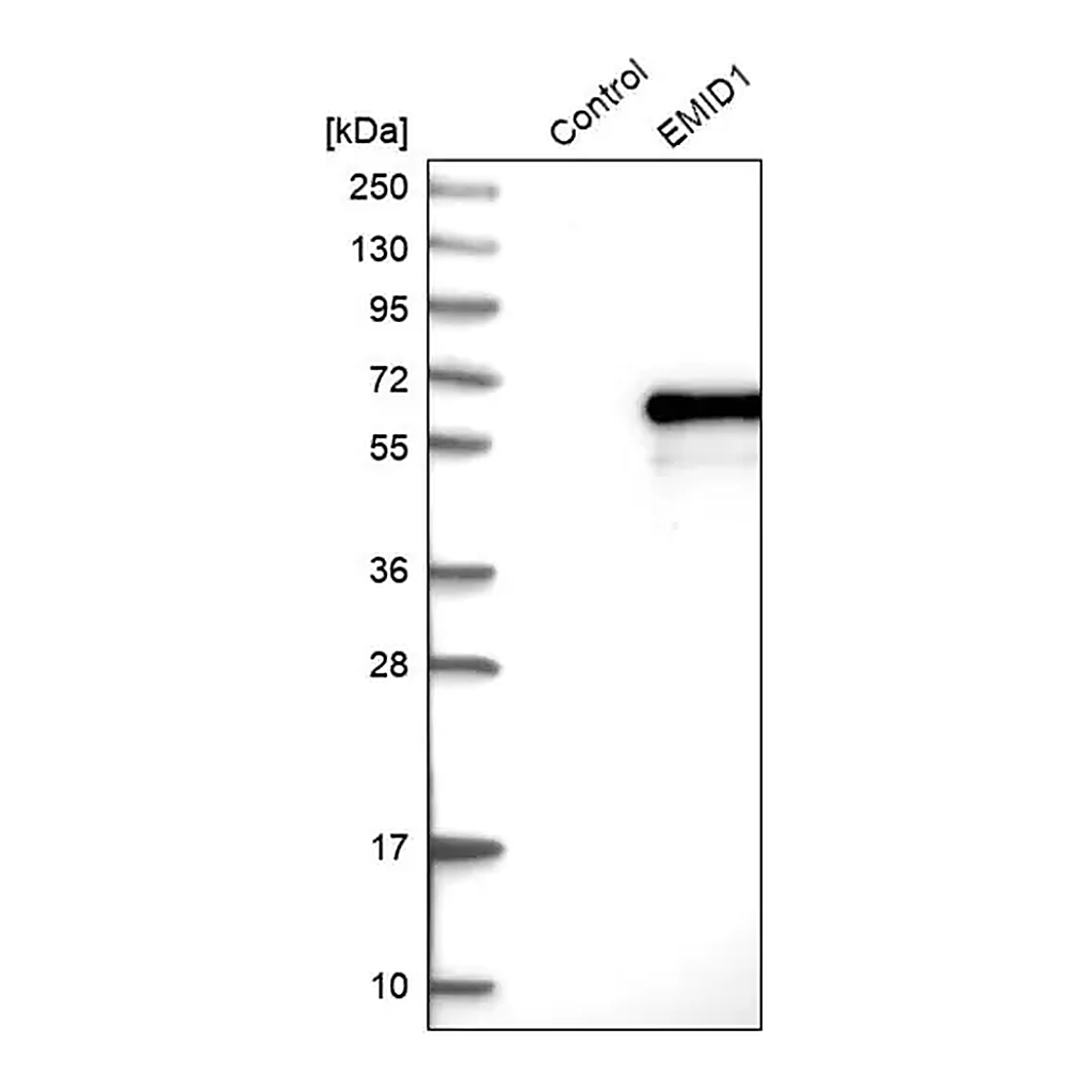 Merck Anti-EMID1 antibody produced in rabbit