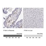 Merck Anti-F13A1 antibody produced in rabbit