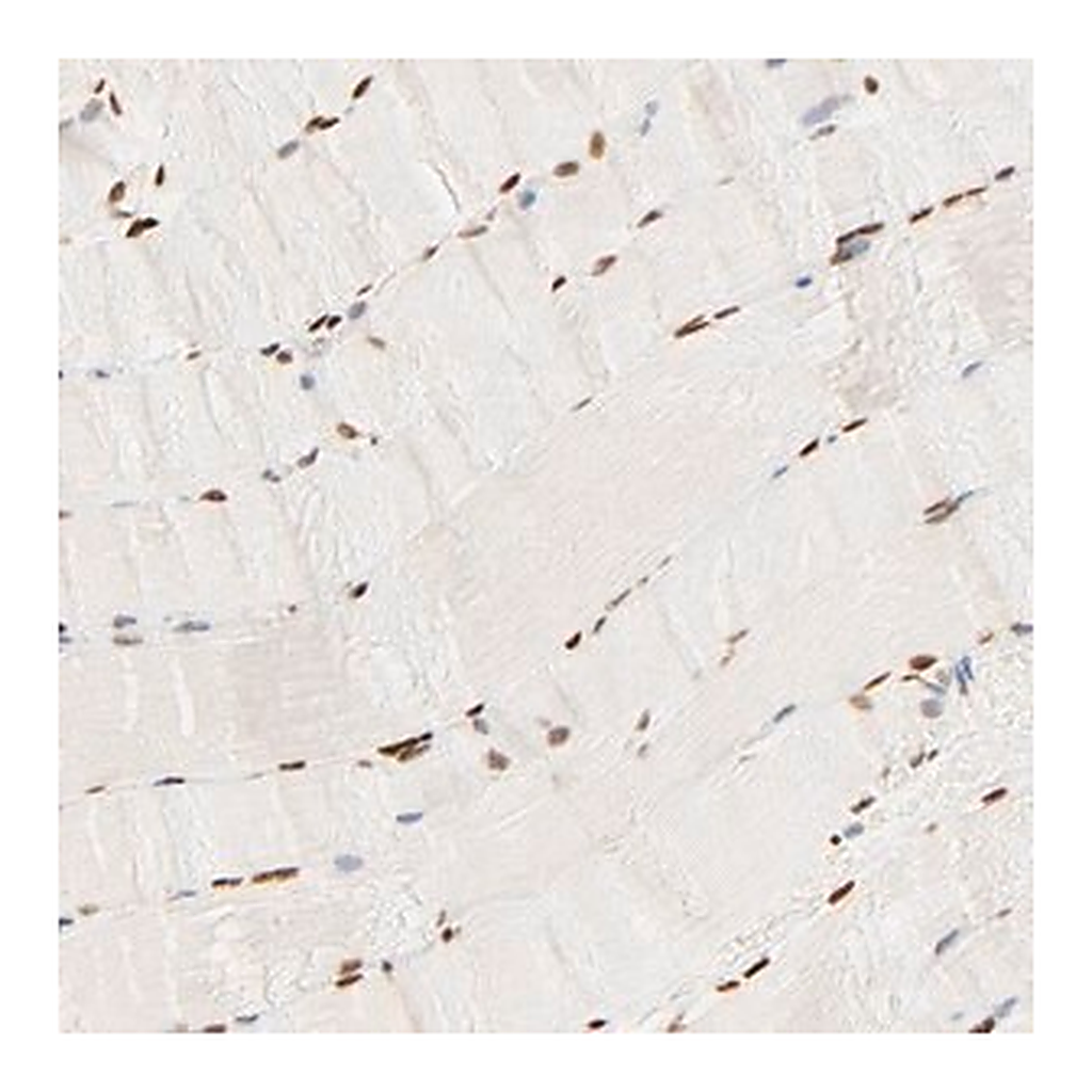Merck Anti-FAM50A antibody produced in rabbit