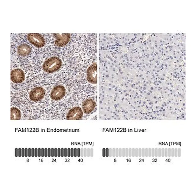 Merck Anti-FAM122B antibody produced in rabbit