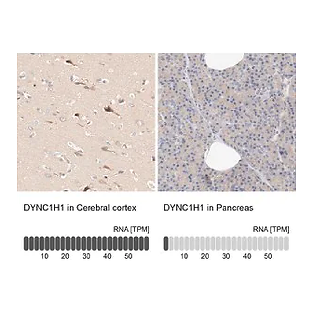 Merck Anti-DYNC1H1 antibody produced in rabbit