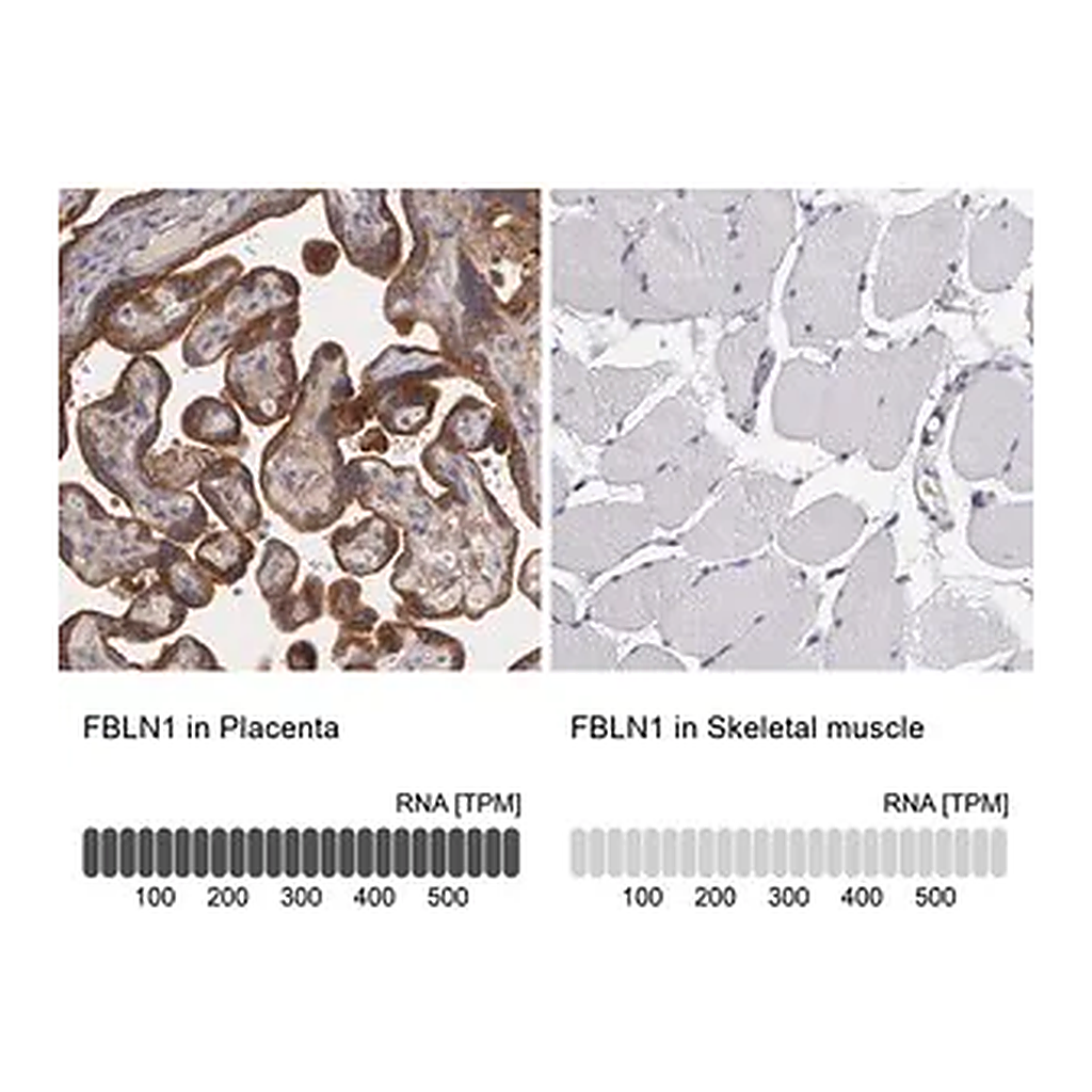 Merck Anti-FBLN1 antibody produced in rabbit