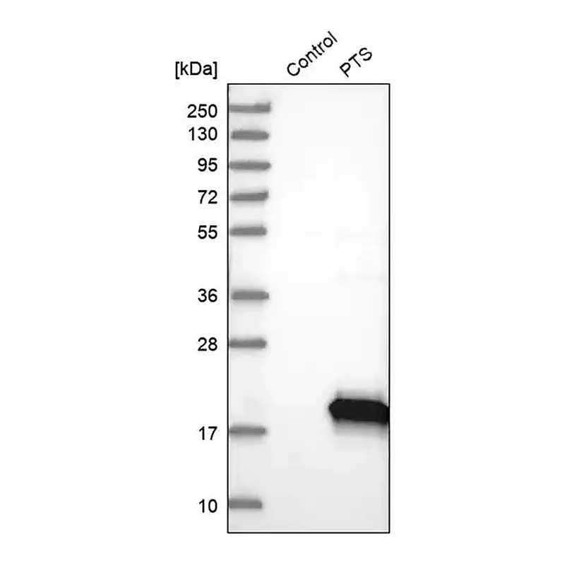 Merck Anti-PTS antibody produced in rabbit