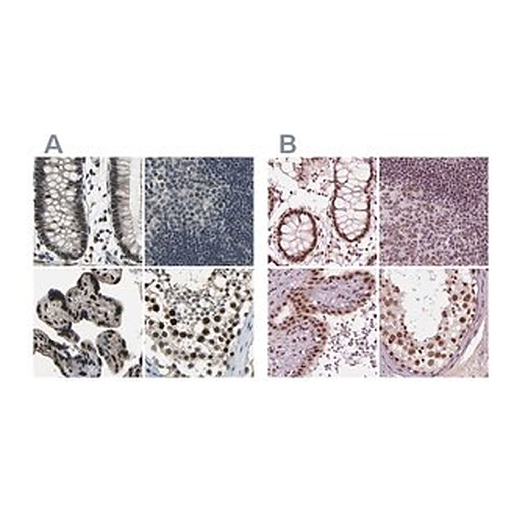 Merck Anti-ELF2 antibody produced in rabbit