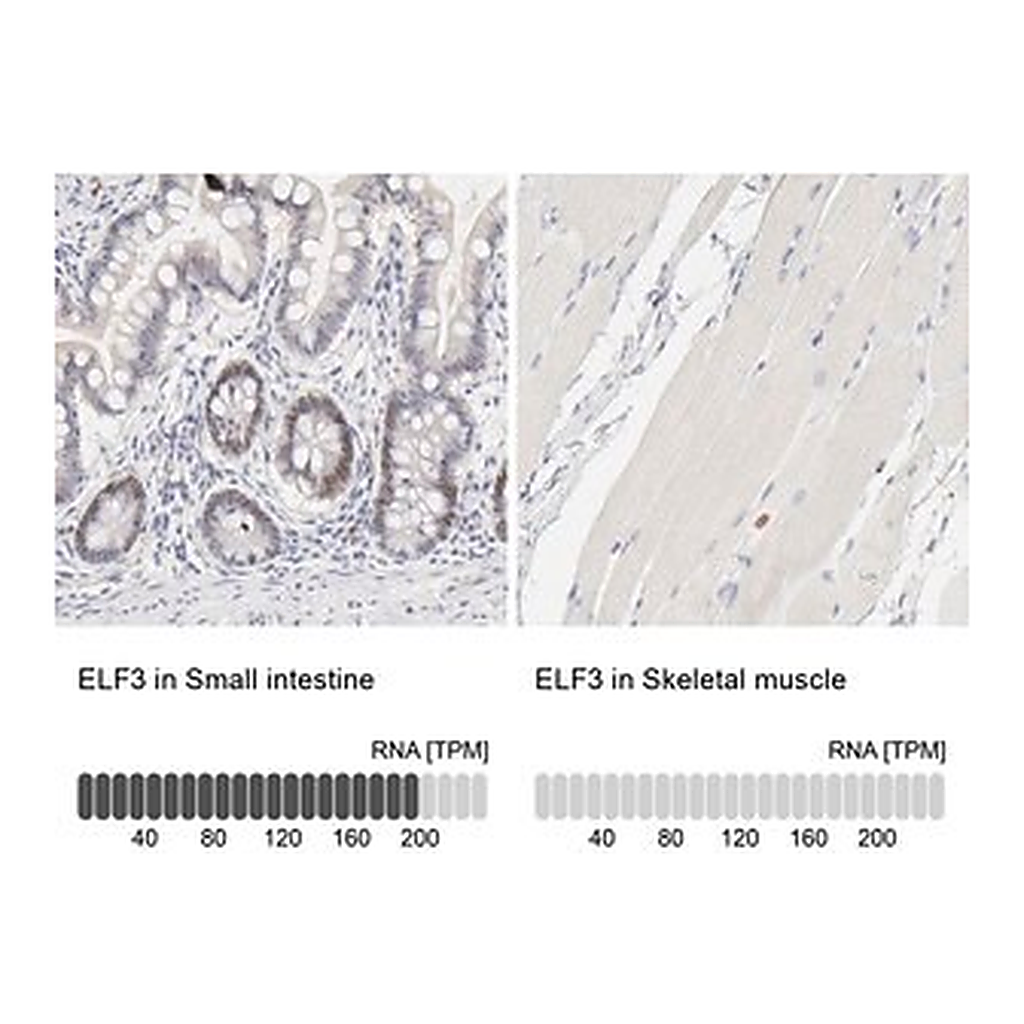 Merck Anti-ELF3 antibody produced in rabbit