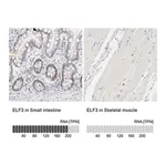 Merck Anti-ELF3 antibody produced in rabbit