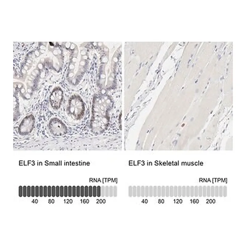 Merck Anti-ELF3 antibody produced in rabbit