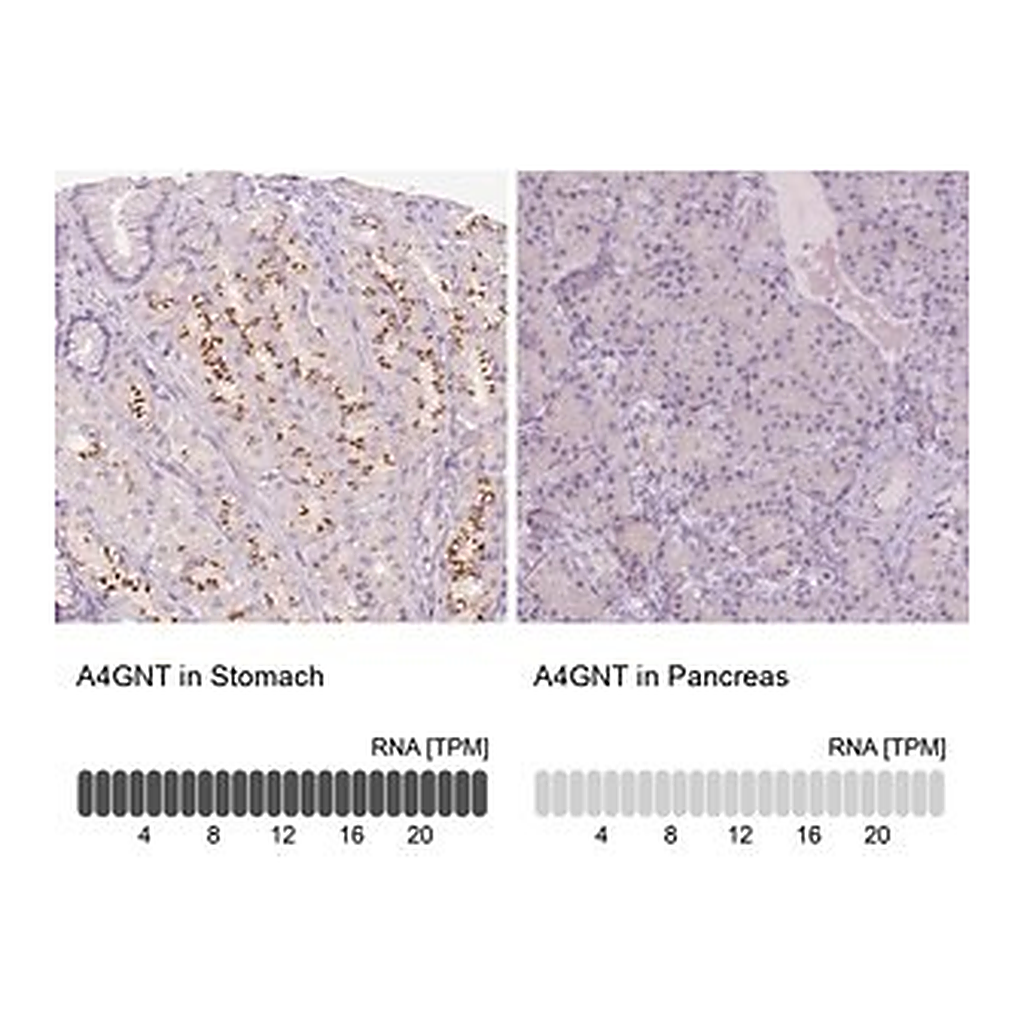 Merck Anti-A4GNT antibody produced in rabbit