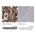 Merck Anti-FBLN1 antibody produced in rabbit