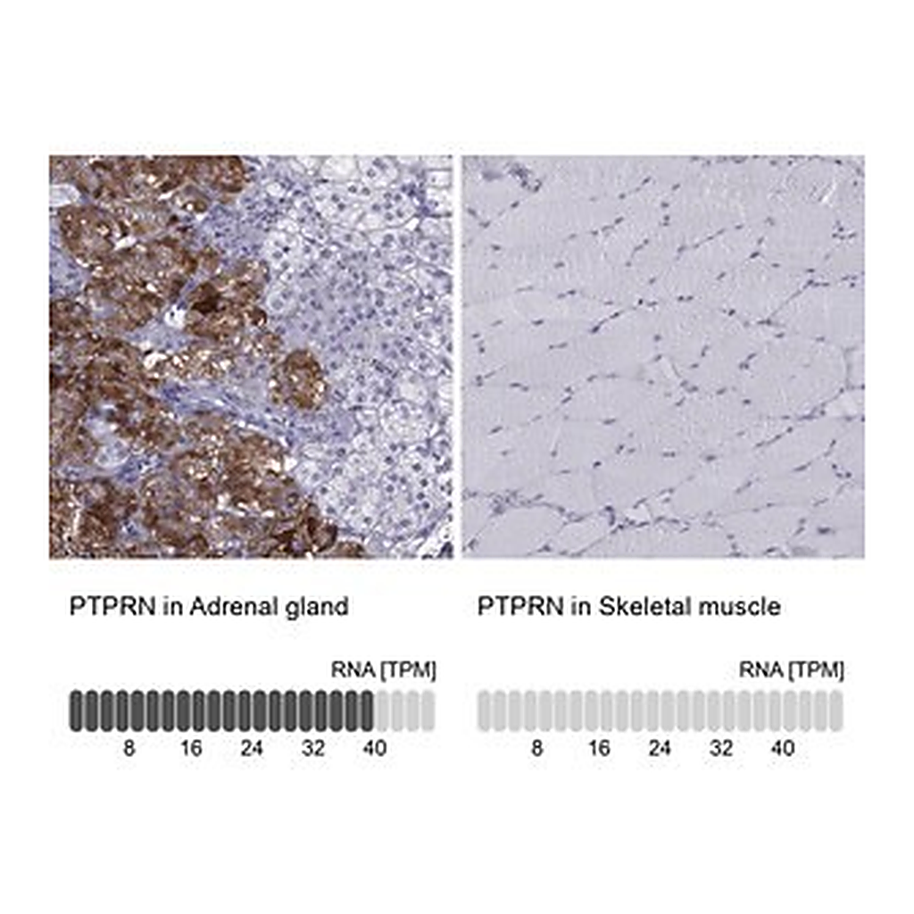 Merck Anti-PTPRN antibody produced in rabbit