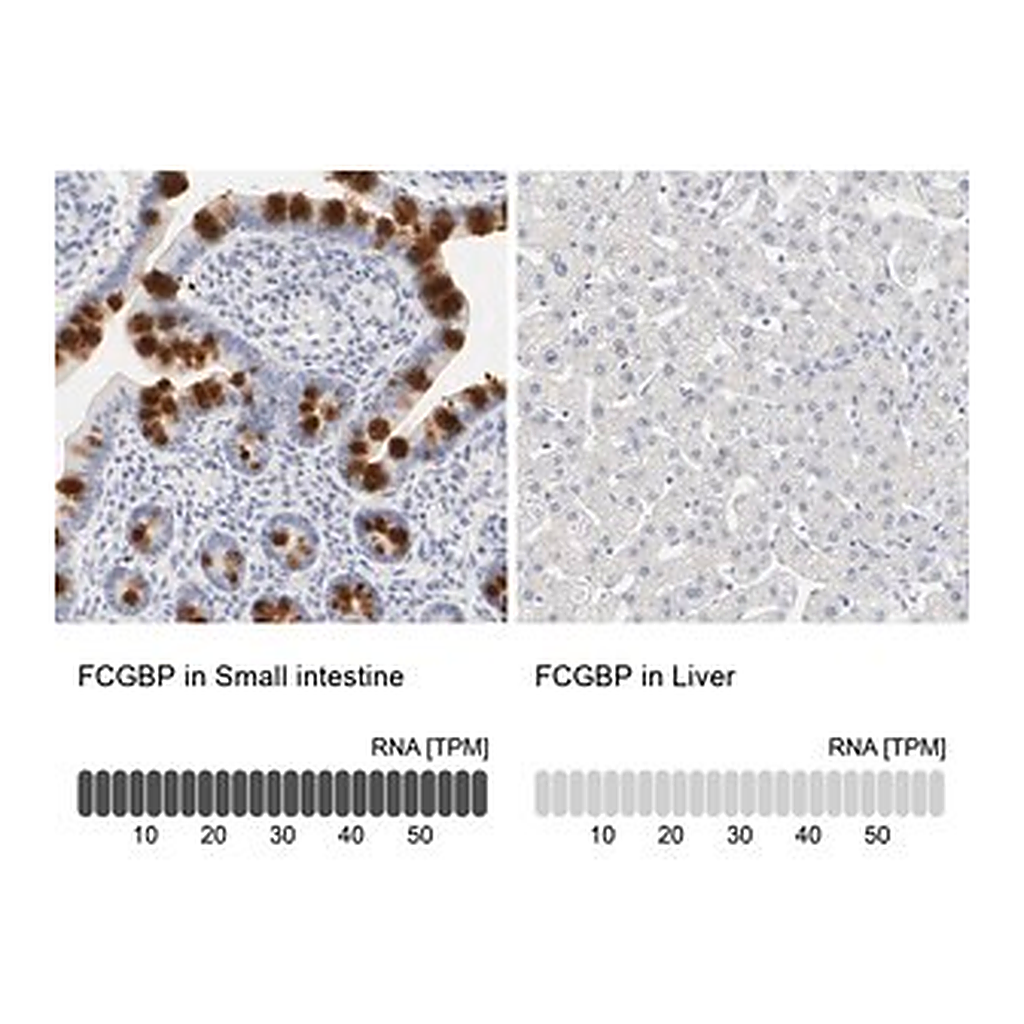 Merck Anti-FCGBP antibody produced in rabbit