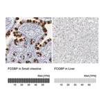 Merck Anti-FCGBP antibody produced in rabbit