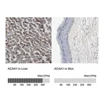 Merck Anti-ACAA1 antibody produced in rabbit