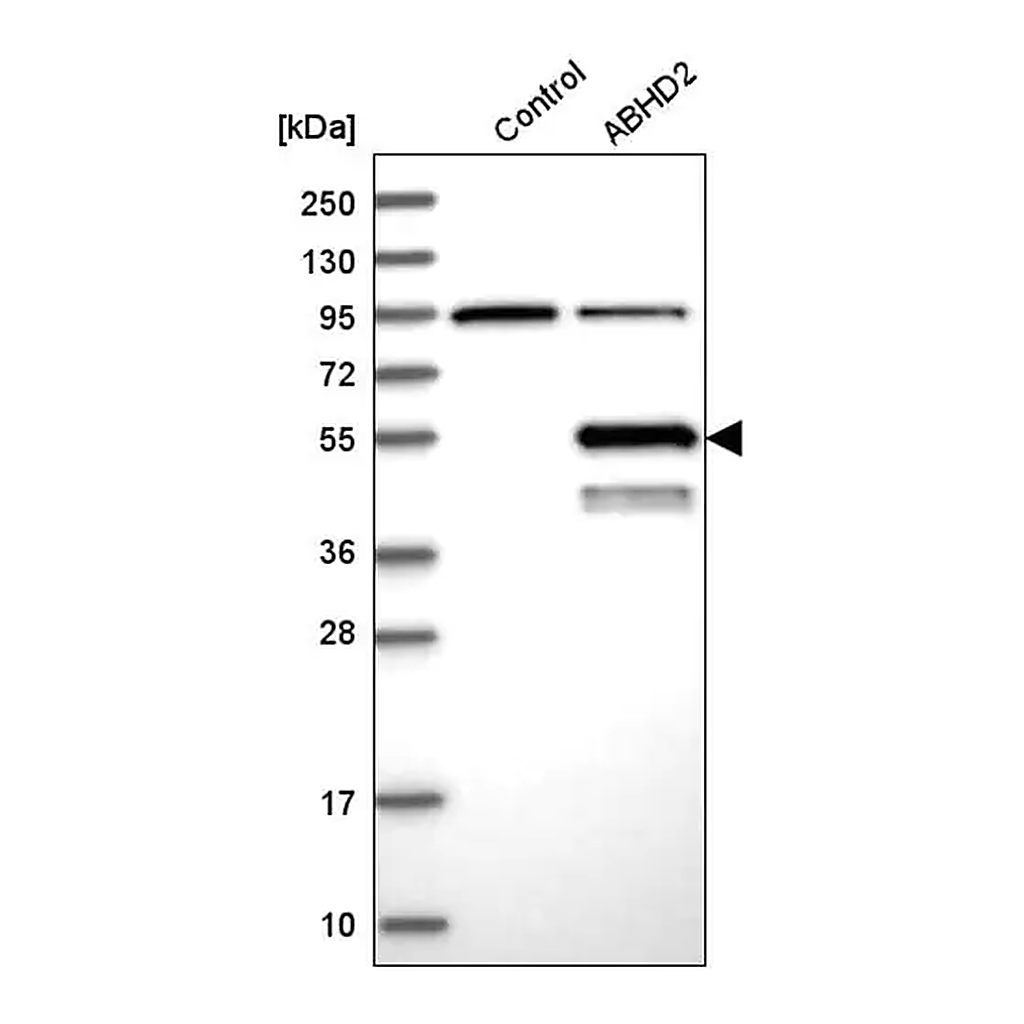 Merck Anti-ABHD2 antibody produced in rabbit