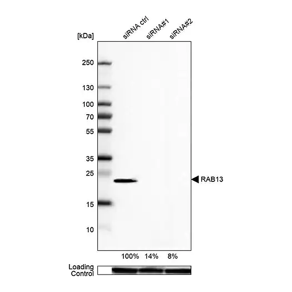Merck Anti-RAB13 antibody produced in rabbit