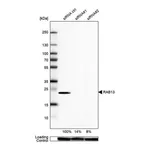 Merck Anti-RAB13 antibody produced in rabbit