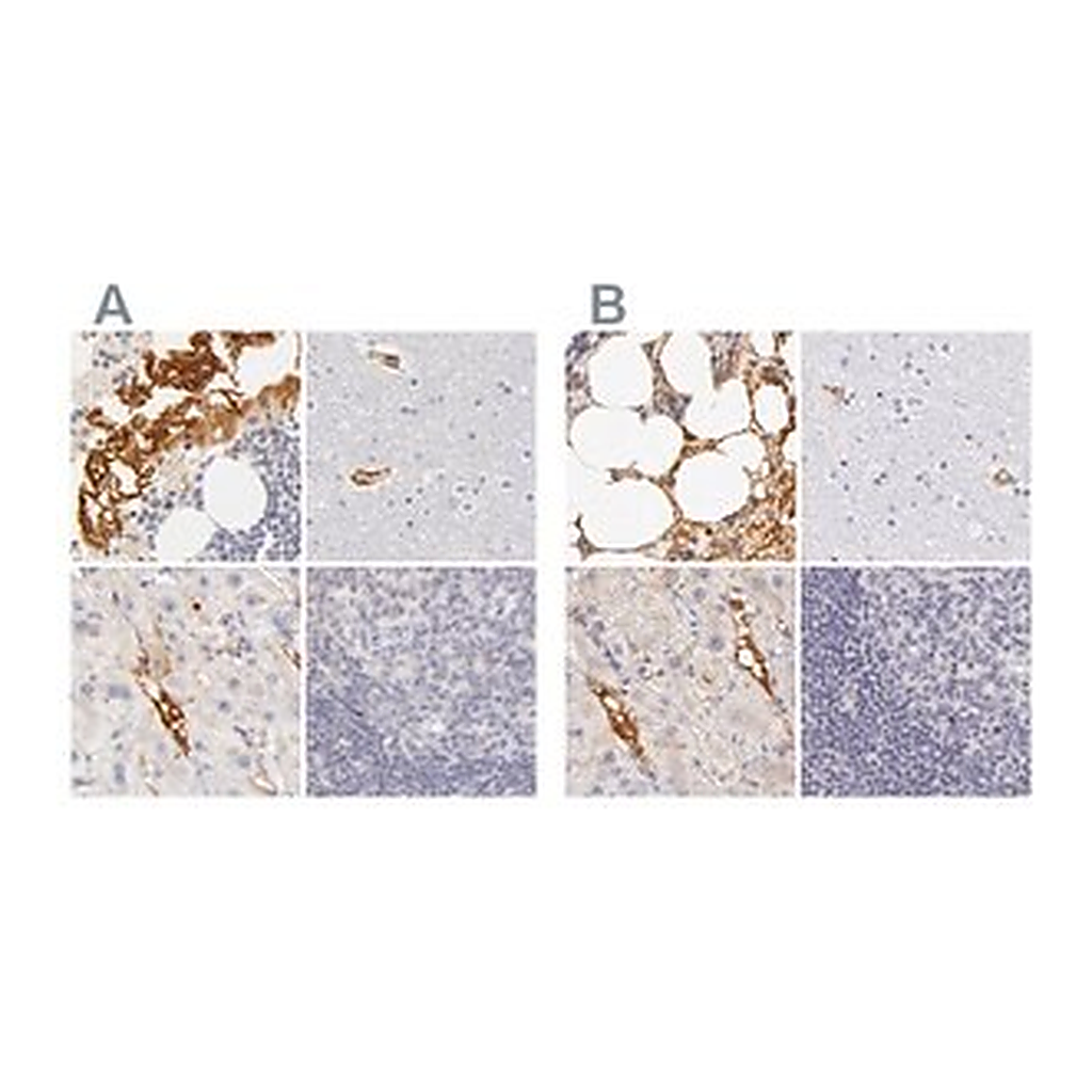 Merck Anti-AHSG antibody produced in rabbit