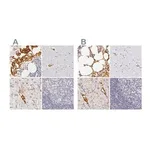 Merck Anti-AHSG antibody produced in rabbit