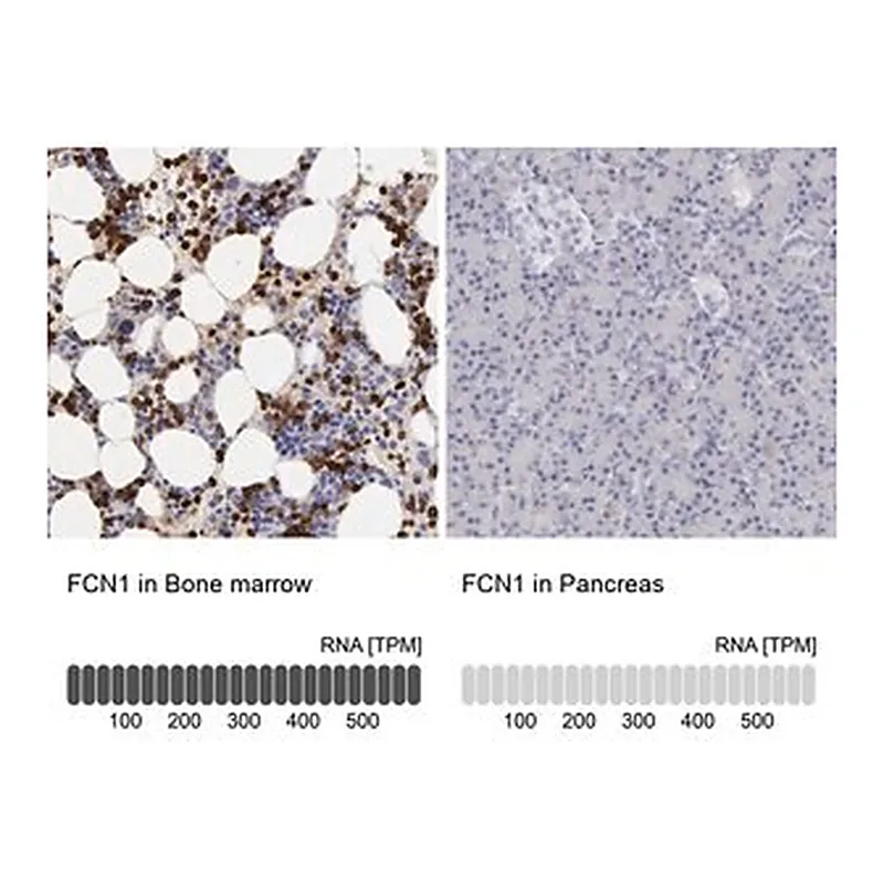 Merck Anti-FCN1 antibody produced in rabbit