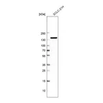 Merck Anti-AKAP1 antibody produced in rabbit