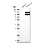 Merck Anti-TNFRSF21 antibody produced in rabbit