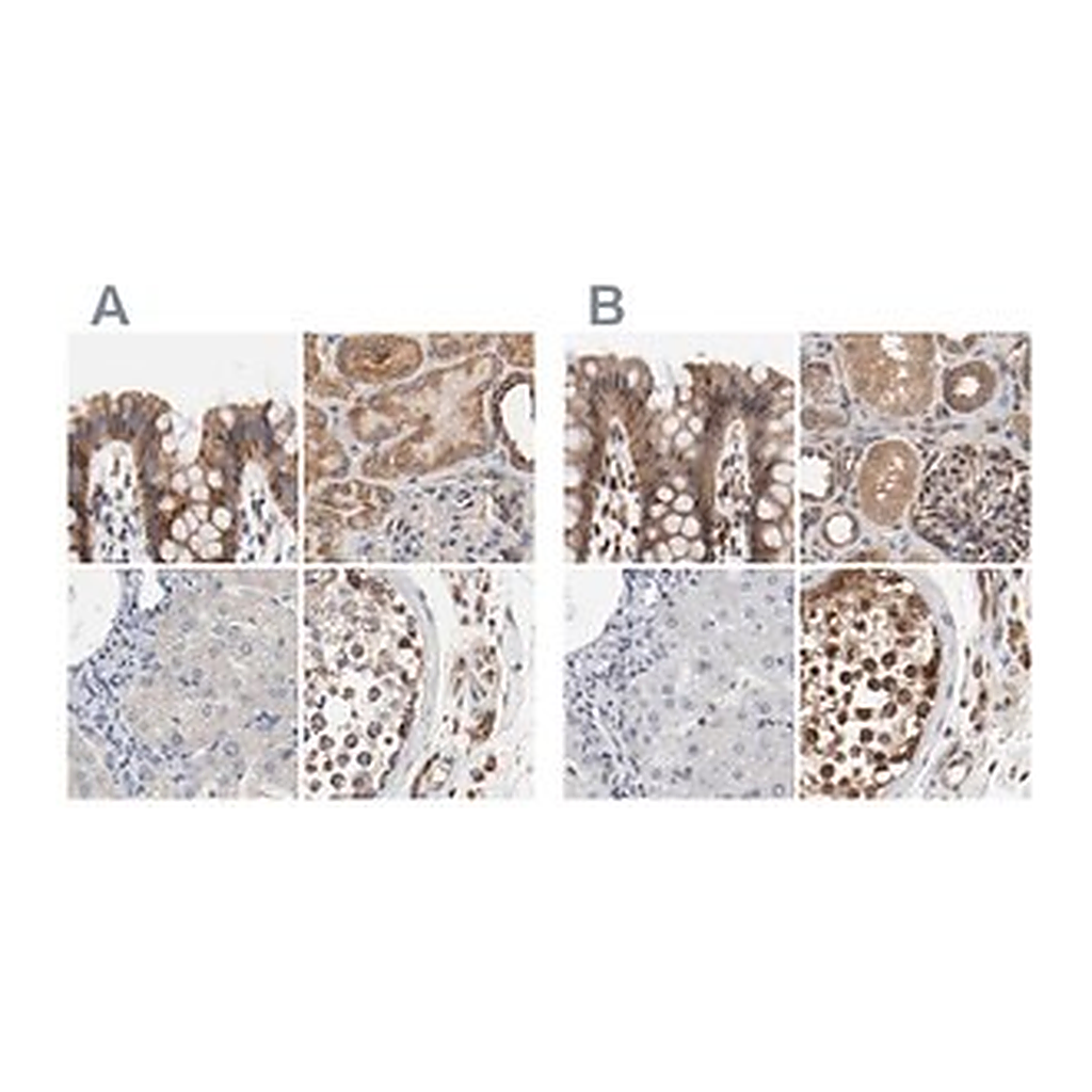Merck Anti-AFG3L2 antibody produced in rabbit