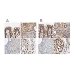 Merck Anti-AFG3L2 antibody produced in rabbit