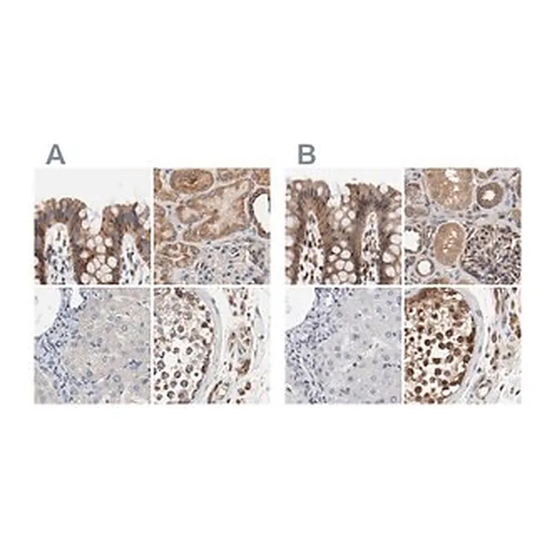 Merck Anti-AFG3L2 antibody produced in rabbit