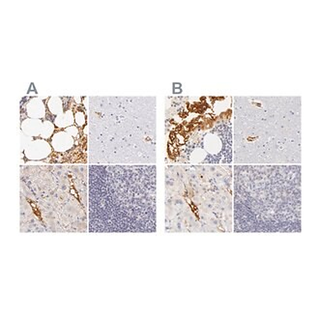 Merck Anti-AHSG antibody produced in rabbit
