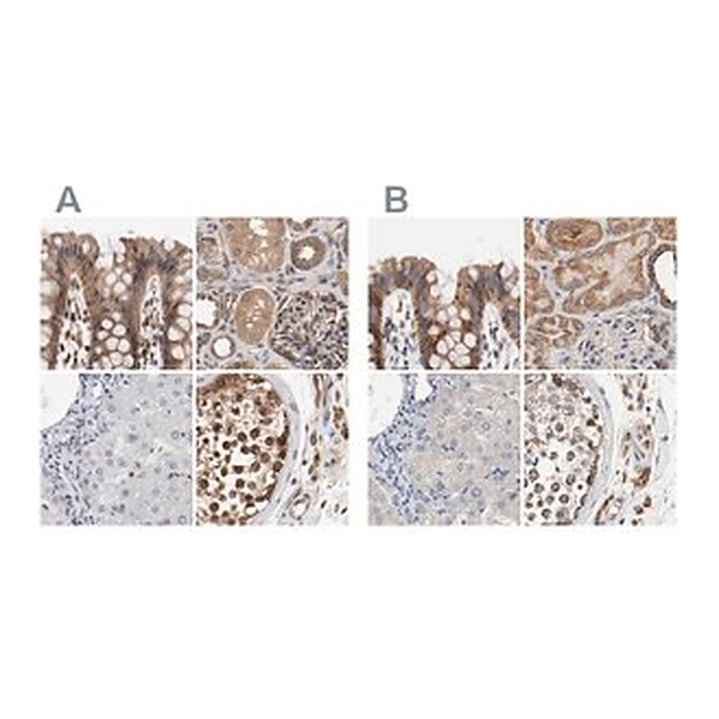 Merck Anti-AFG3L2 antibody produced in rabbit