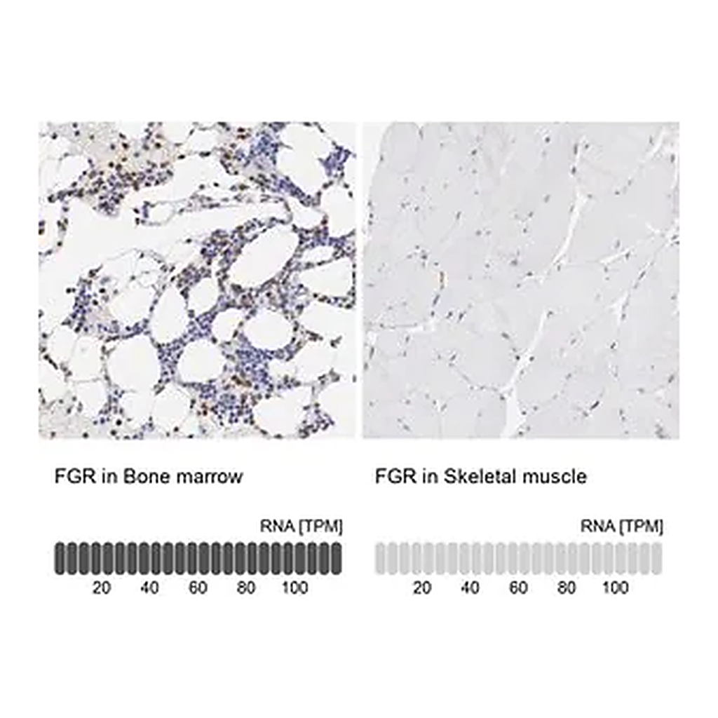 Merck Anti-FGR antibody produced in rabbit