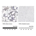 Merck Anti-FGR antibody produced in rabbit