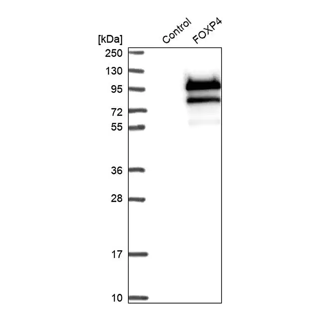 Merck Anti-FOXP4 antibody produced in rabbit