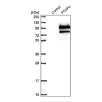 Merck Anti-FOXP4 antibody produced in rabbit