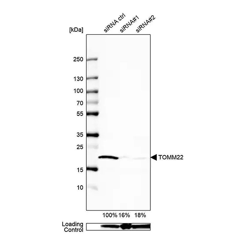 Merck Anti-TOMM22 antibody produced in rabbit