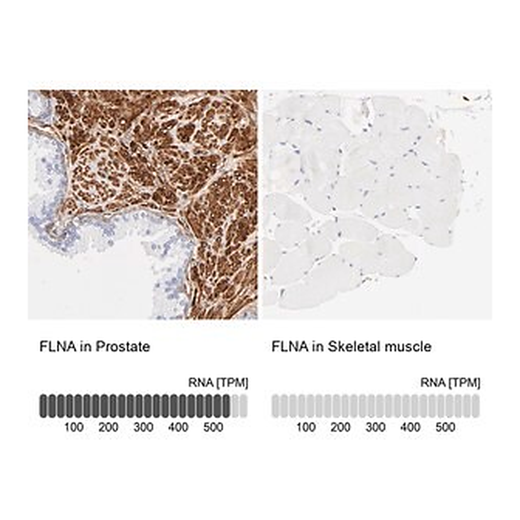 Merck Anti-FLNA antibody produced in rabbit
