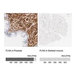 Merck Anti-FLNA antibody produced in rabbit