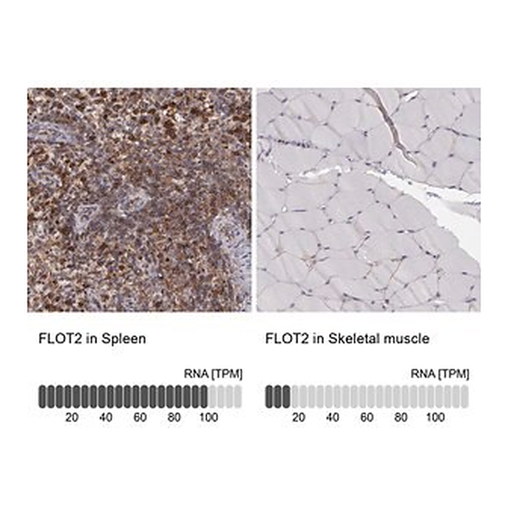 Merck Anti-FLOT2 antibody produced in rabbit