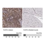 Merck Anti-FLOT2 antibody produced in rabbit