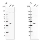 Merck Anti-GALK1 antibody produced in rabbit