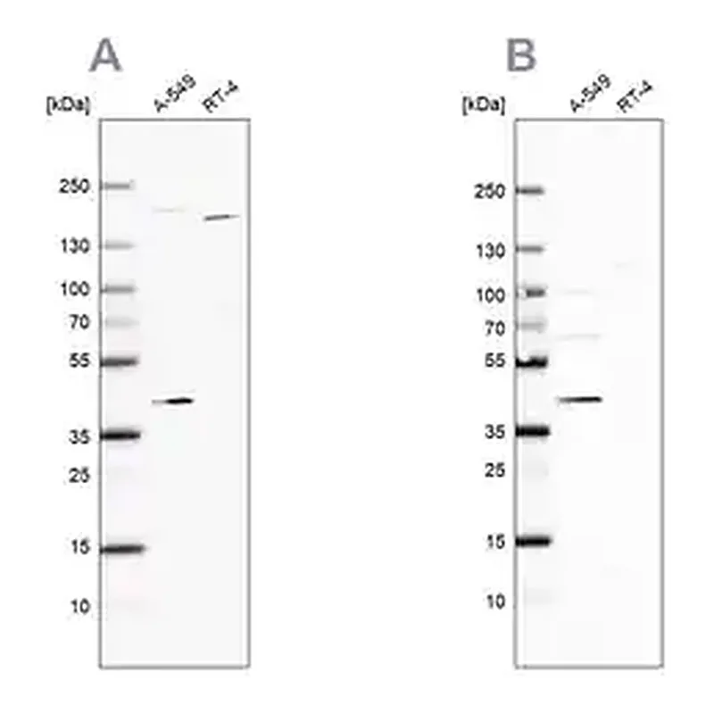 Merck Anti-GALK1 antibody produced in rabbit