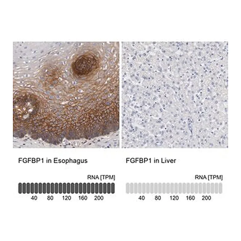 Merck Anti-FGFBP1 antibody produced in rabbit