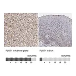 Merck Anti-FLOT1 antibody produced in rabbit