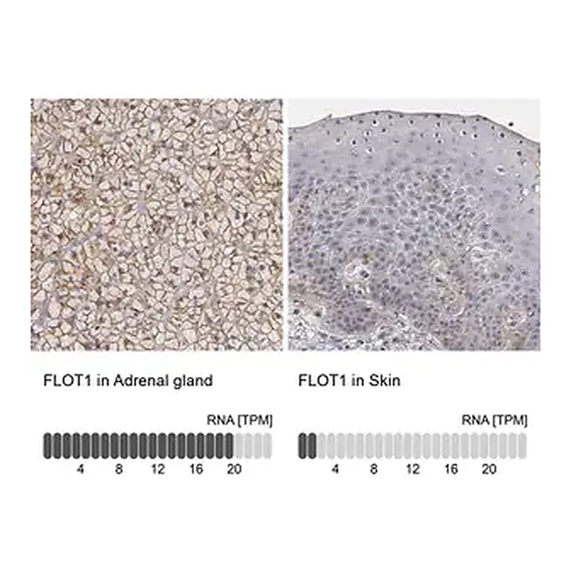 Merck Anti-FLOT1 antibody produced in rabbit