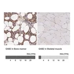 Merck Anti-GAB2 antibody produced in rabbit