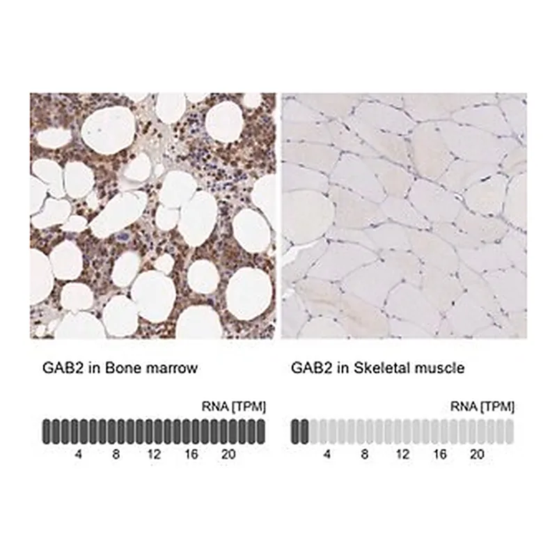 Merck Anti-GAB2 antibody produced in rabbit