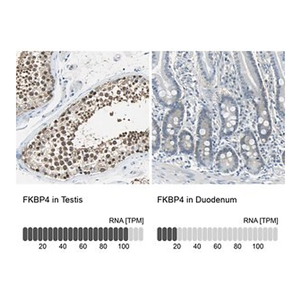 Merck Anti-FKBP4 antibody produced in rabbit