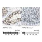 Merck Anti-FKBP4 antibody produced in rabbit
