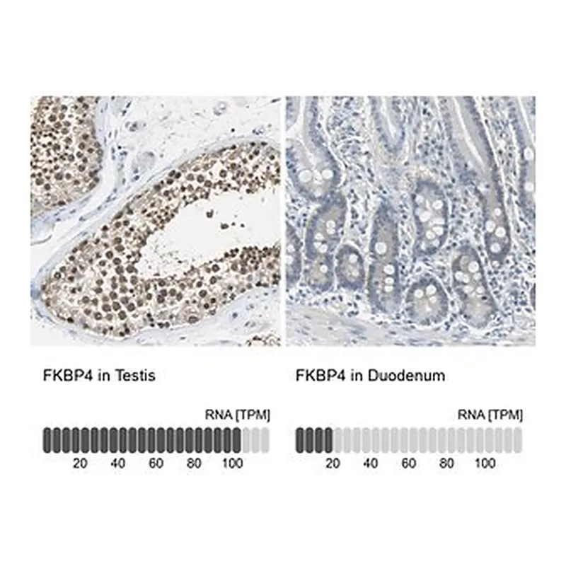 Merck Anti-FKBP4 antibody produced in rabbit